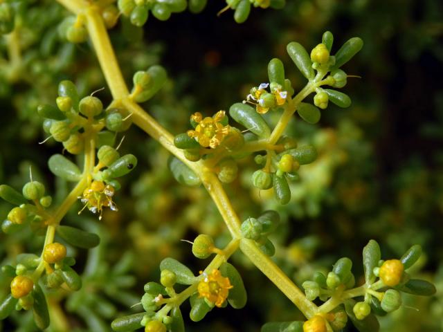 Kaciba (Zygophyllum simplex L.)