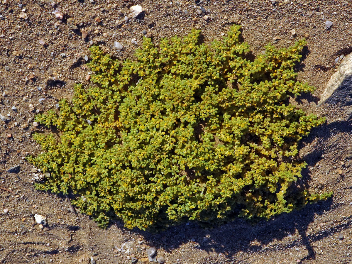 Kaciba (Zygophyllum simplex L.)