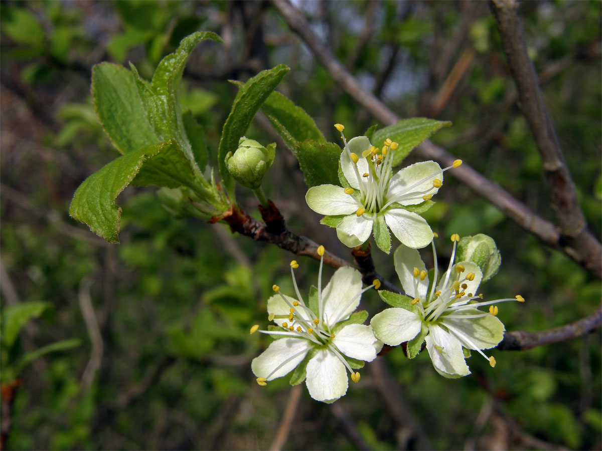 Slivoň švestka (Prunus domestica L.)