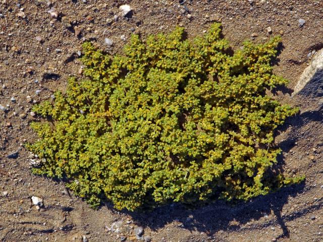 Kaciba (Zygophyllum simplex L.)