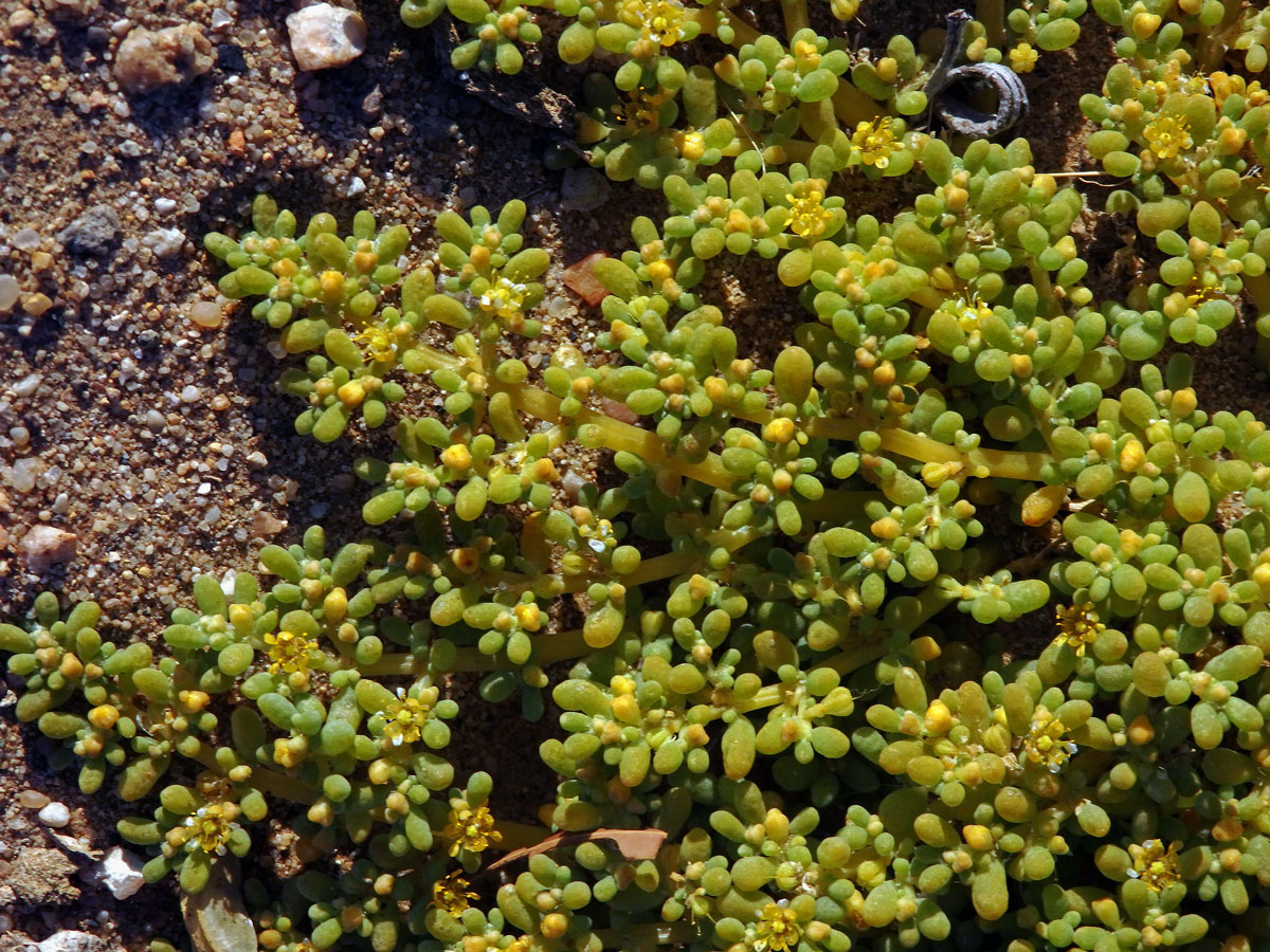 Kaciba (Zygophyllum simplex L.)