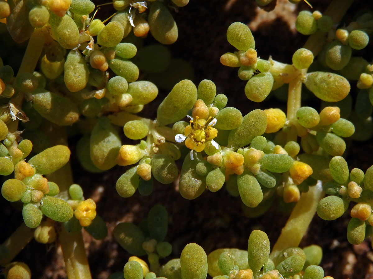 Kaciba (Zygophyllum simplex L.)