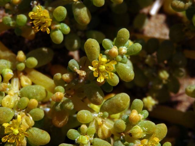 Kaciba (Zygophyllum simplex L.)