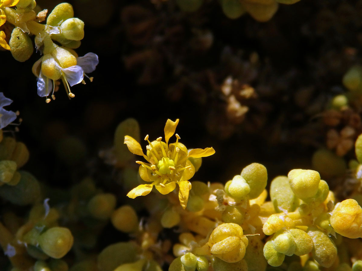 Kaciba (Zygophyllum simplex L.)