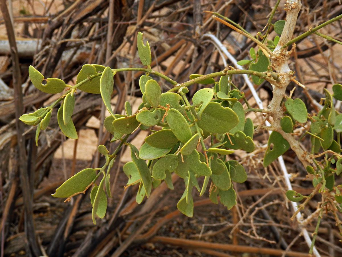 Kaciba (Zygophyllum cretaceum Van Zyl ined.)