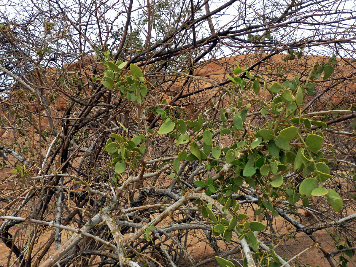 Kaciba (Zygophyllum cretaceum Van Zyl ined.)