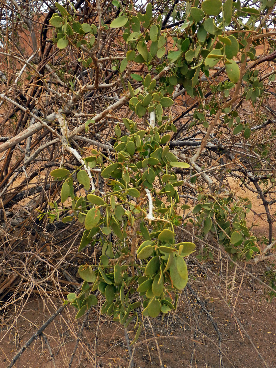 Kaciba (Zygophyllum cretaceum Van Zyl ined.)