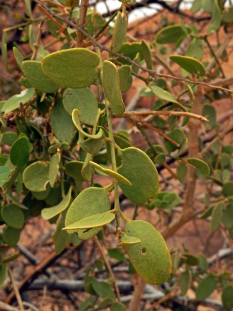 Kaciba (Zygophyllum cretaceum Van Zyl ined.)