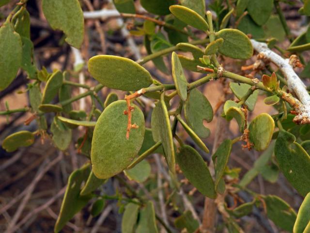 Kaciba (Zygophyllum cretaceum Van Zyl ined.)