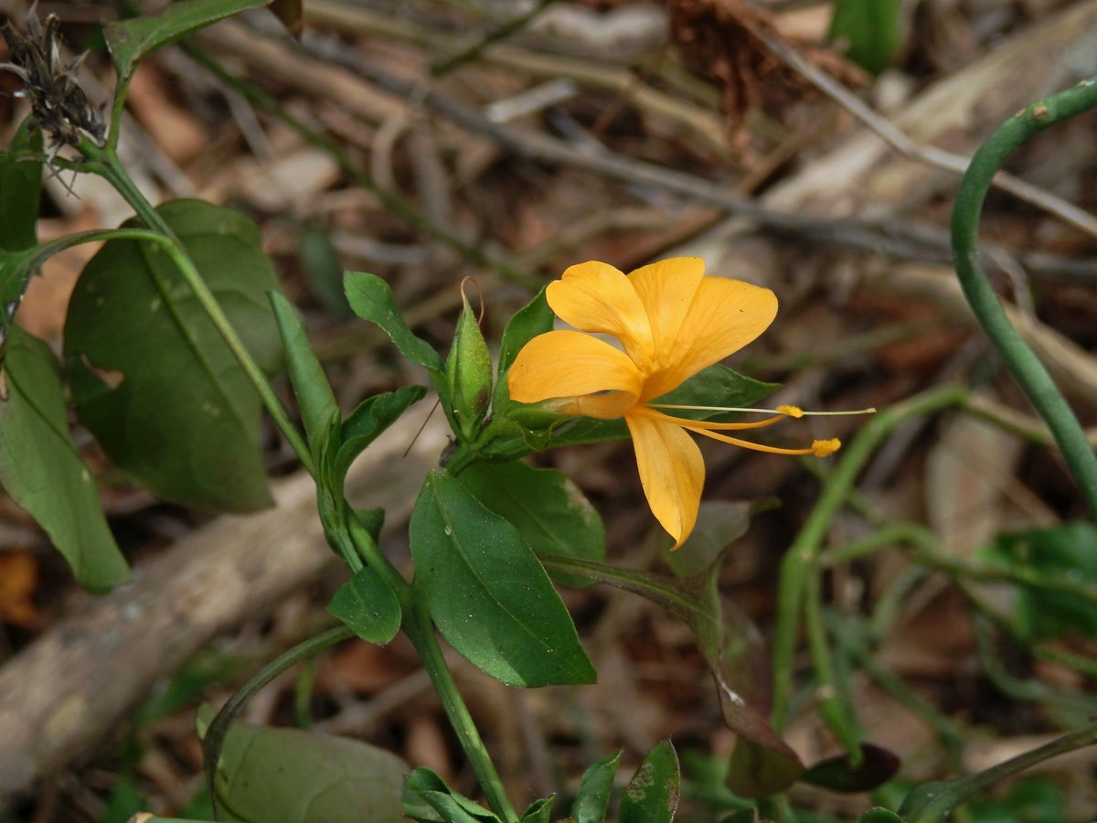 Barleria prionitis L.