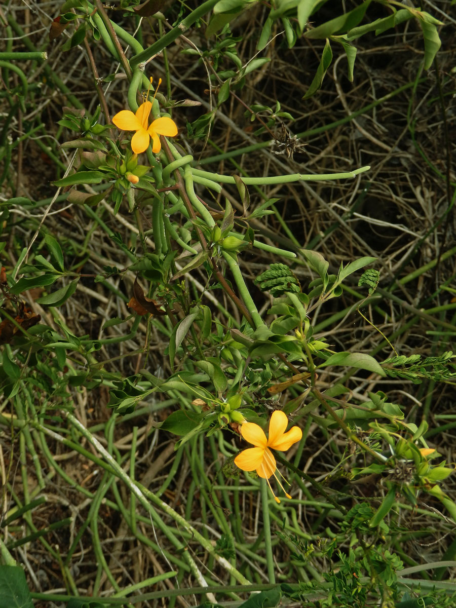 Barleria prionitis L.