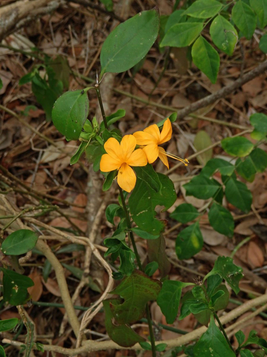 Barleria prionitis L.