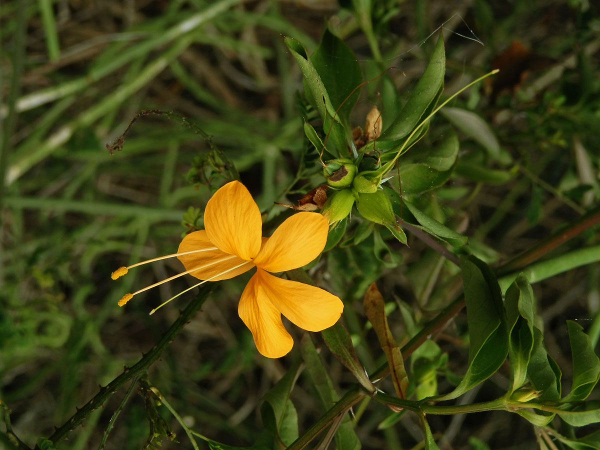 Barleria prionitis L.