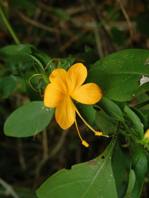 Barleria prionitis L.