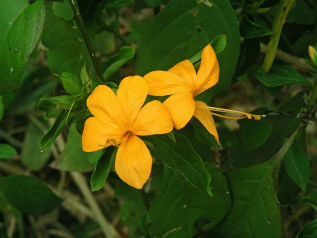 Barleria prionitis L.