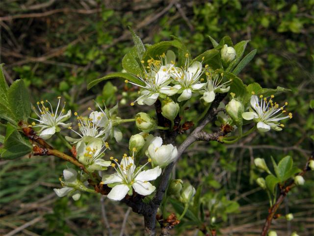 Slivoň švestka (Prunus domestica L.)