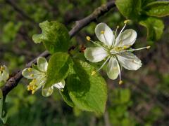 Slivoň švestka (Prunus domestica L.)