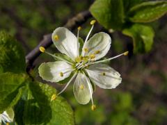 Slivoň švestka (Prunus domestica L.)