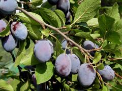 Slivoň švestka (Prunus domestica L.)