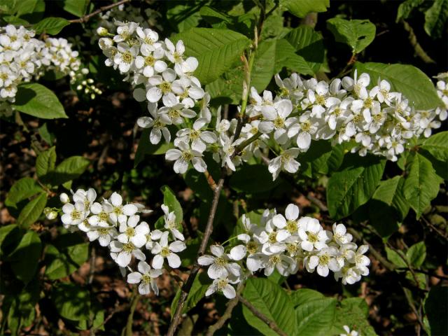 Střemcha obecná (Prunus padus L.)