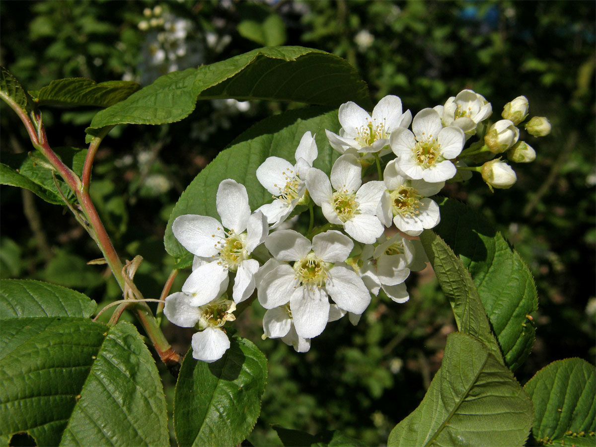 Střemcha obecná (Prunus padus L.)