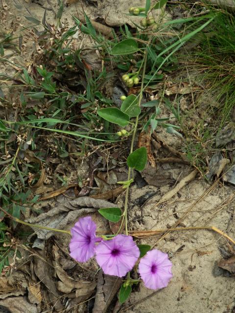 16_Svlačcovité: Povijnice (Ipomoea)