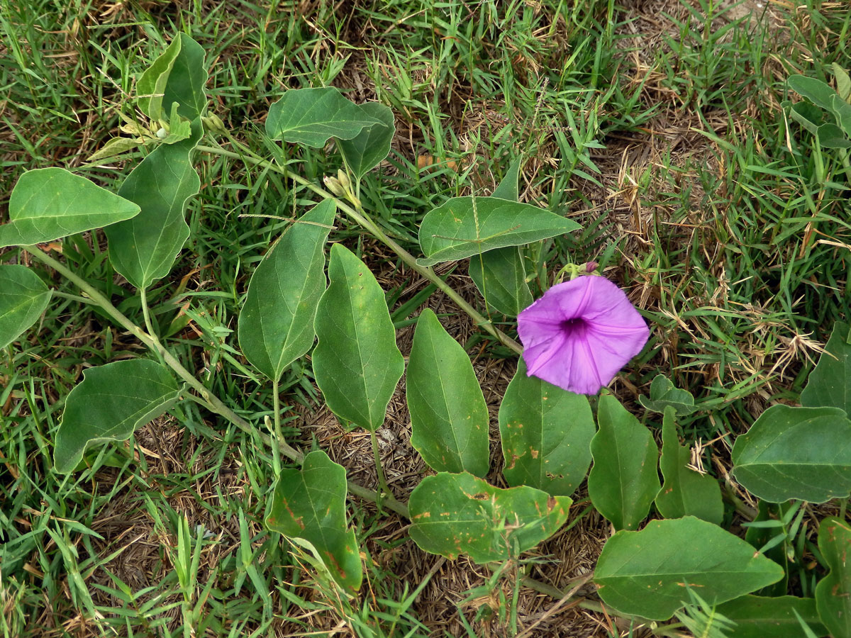 16_Svlačcovité: Povijnice (Ipomoea)