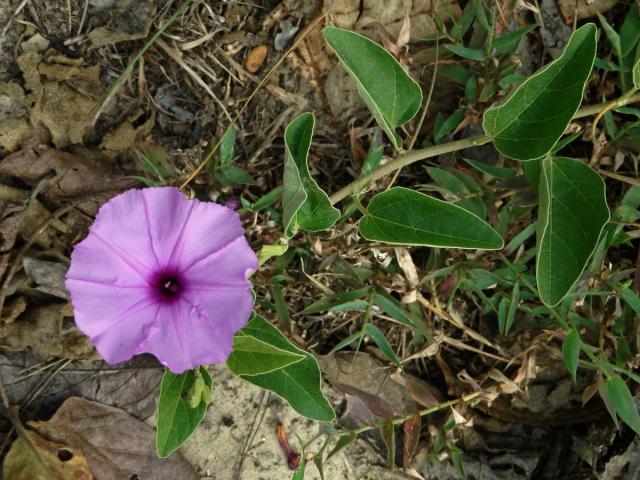 16_Svlačcovité: Povijnice (Ipomoea)