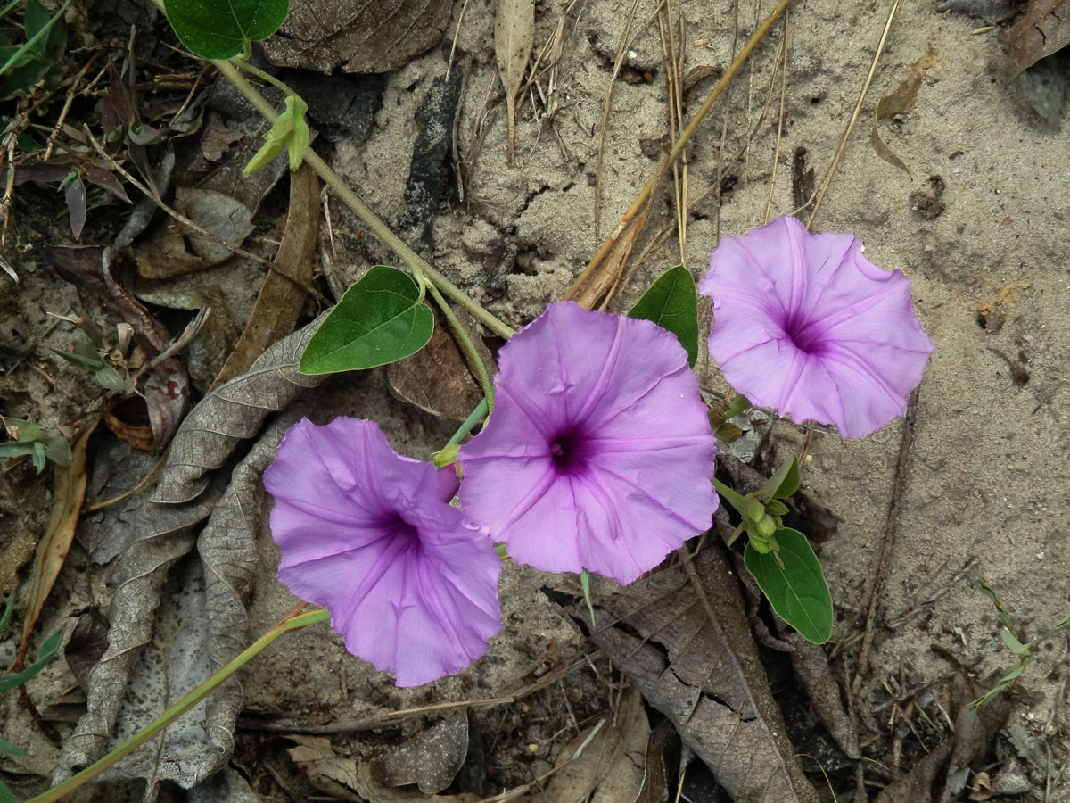 16_Svlačcovité: Povijnice (Ipomoea)