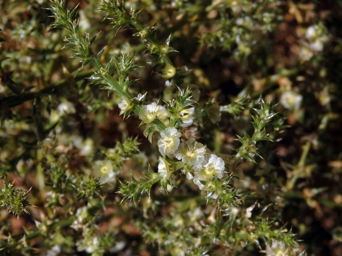 Slanobýl ruský (Salsola australis R. Br.)