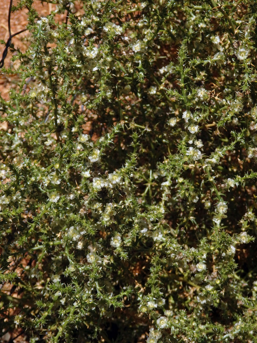 Slanobýl ruský (Salsola australis R. Br.)