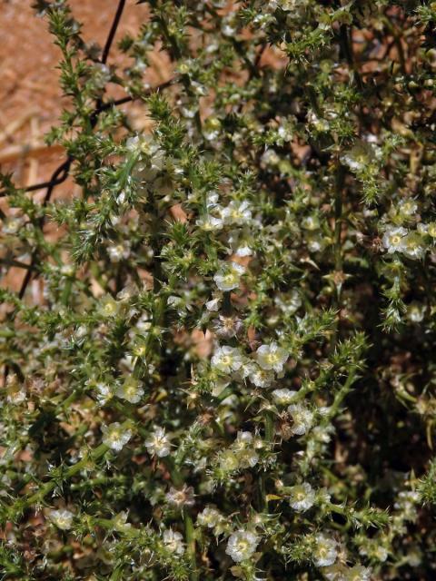 Slanobýl ruský (Salsola australis R. Br.)