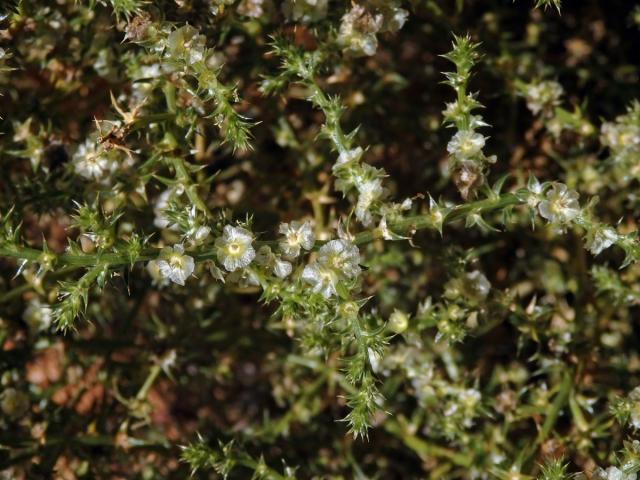 Slanobýl ruský (Salsola australis R. Br.)