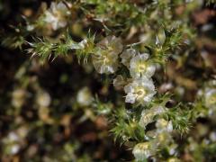 Slanobýl ruský (Salsola australis R. Br.)