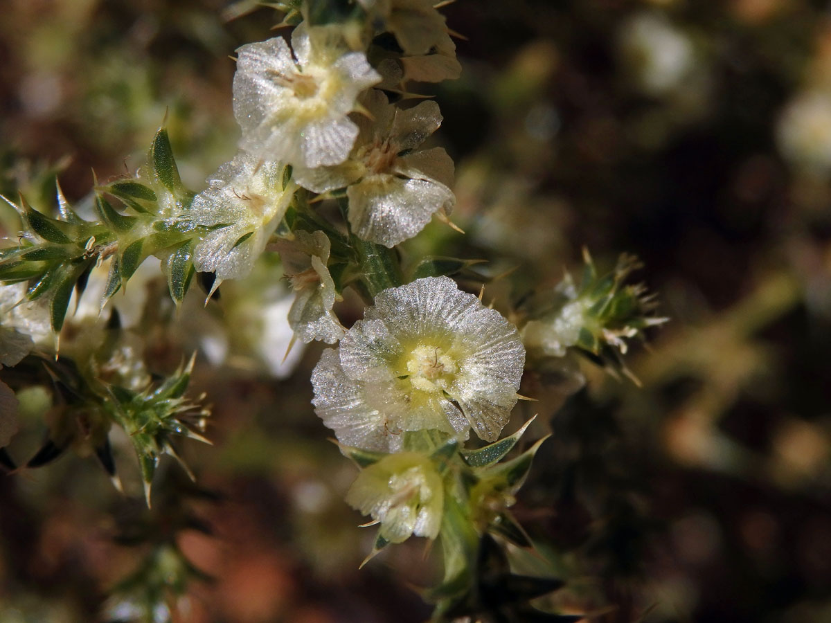 Slanobýl ruský (Salsola australis R. Br.)