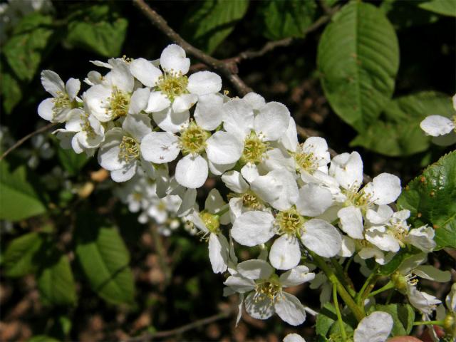 Střemcha obecná (Prunus padus L.)