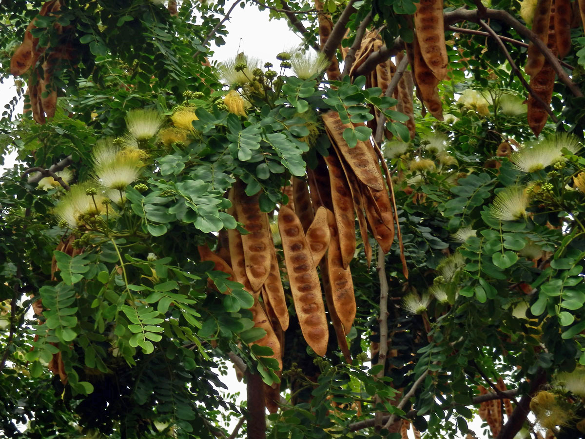 Albízie (Albizia lebbeck (L.) Benth.)