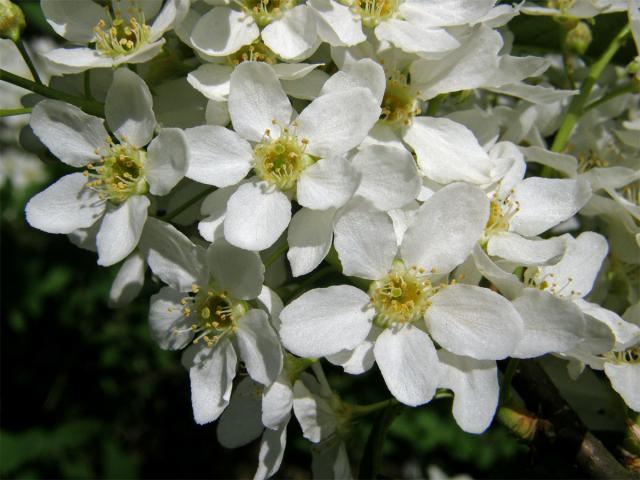 Střemcha obecná (Prunus padus L.)