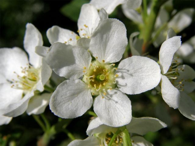 Střemcha obecná (Prunus padus L.)