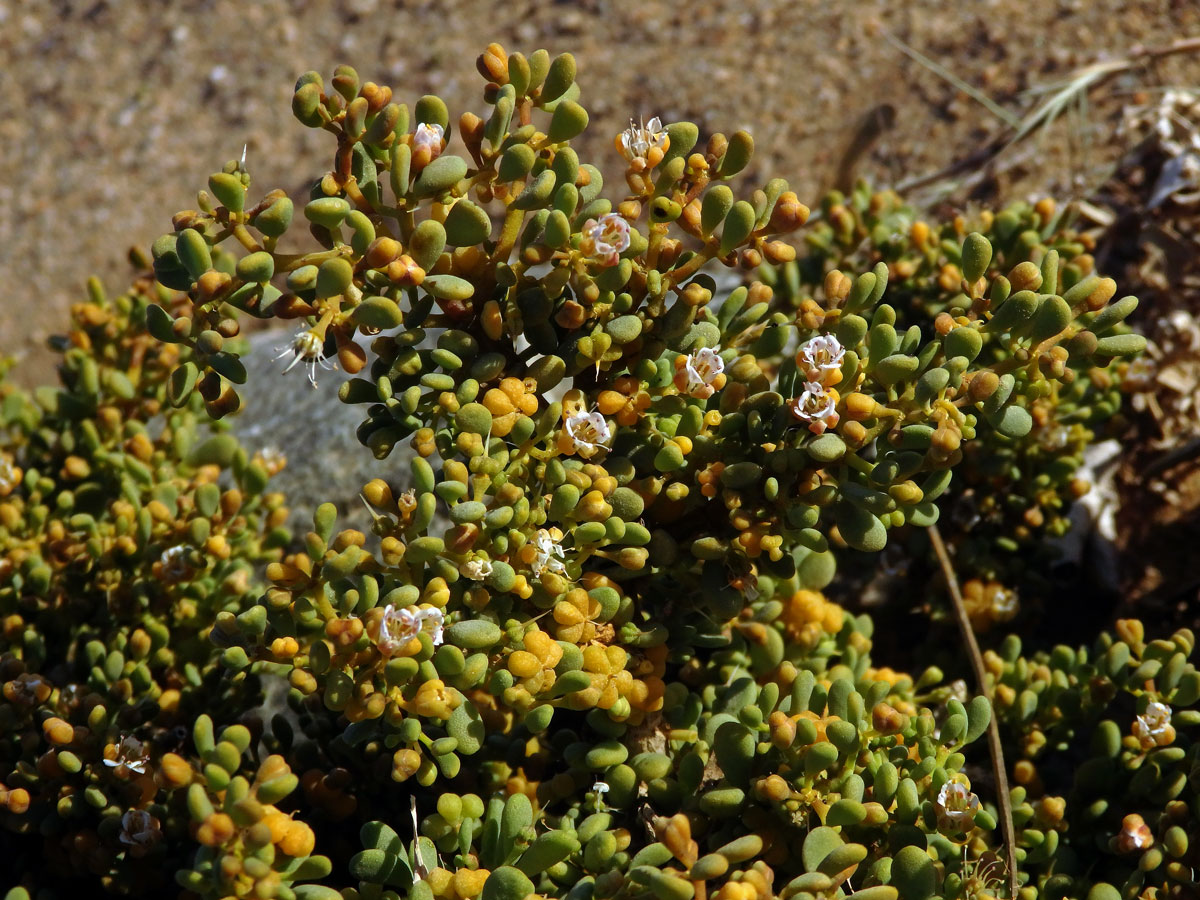 Kaciba (Zygophyllum clavatum Schltr. & Diels)