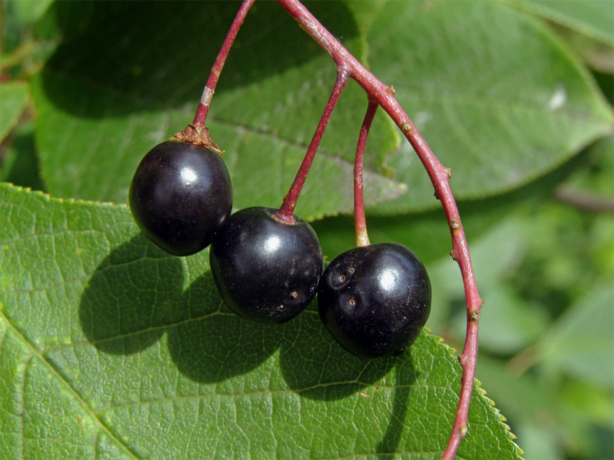 Střemcha obecná (Prunus padus L.)