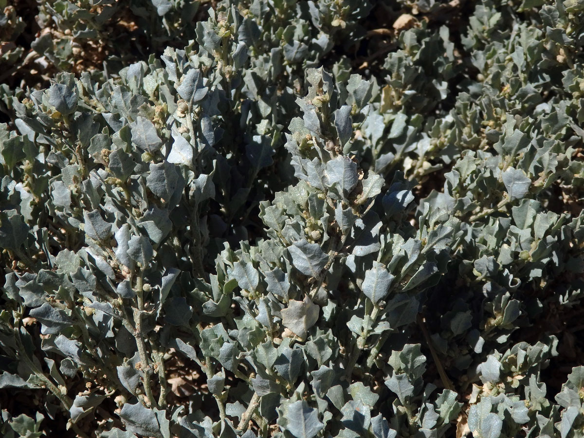 Lebeda (Atriplex nummularia Lindl.)