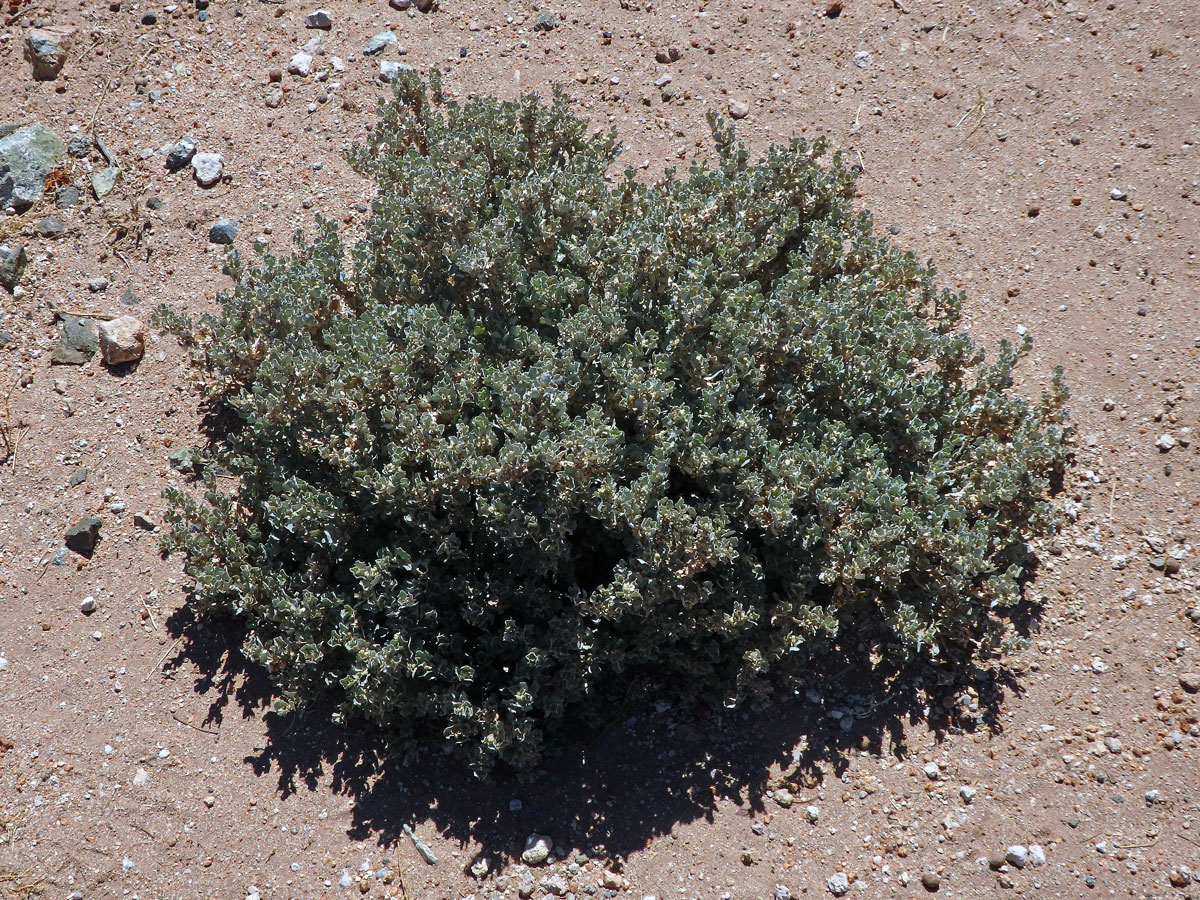 Lebeda (Atriplex nummularia Lindl.)