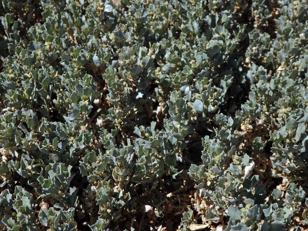 Lebeda (Atriplex nummularia Lindl.)