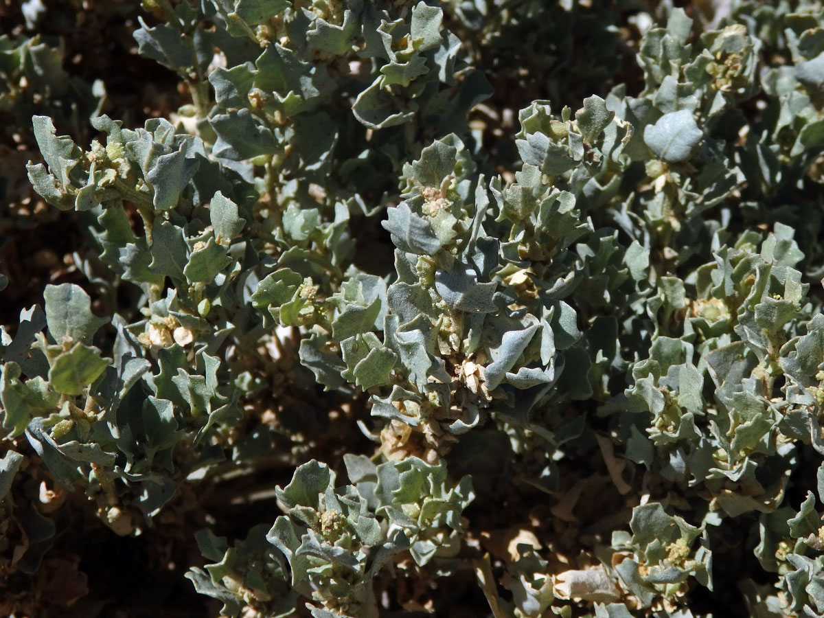 Lebeda (Atriplex nummularia Lindl.)