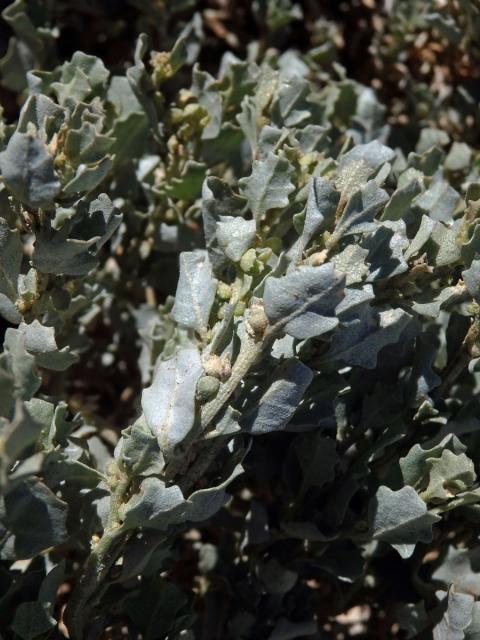 Lebeda (Atriplex nummularia Lindl.)