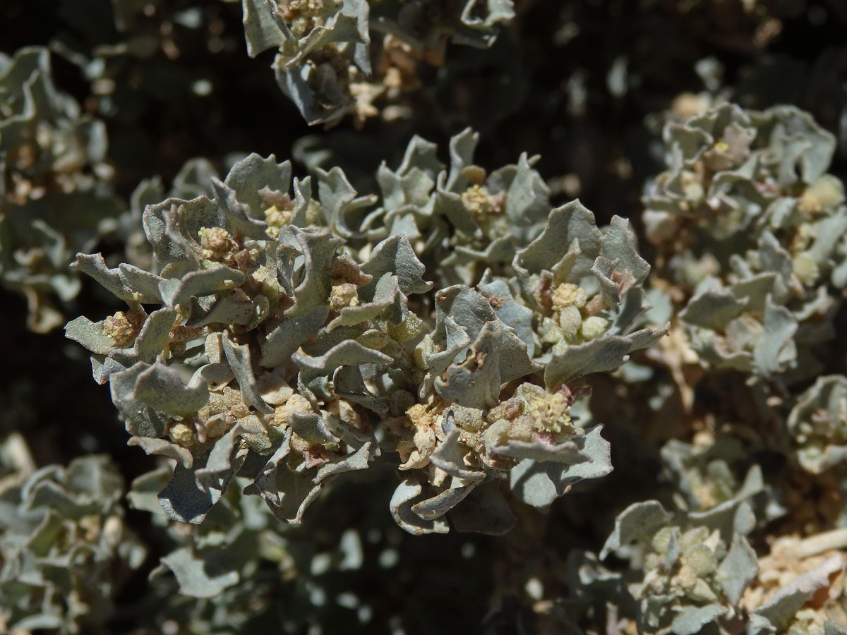 Lebeda (Atriplex nummularia Lindl.)