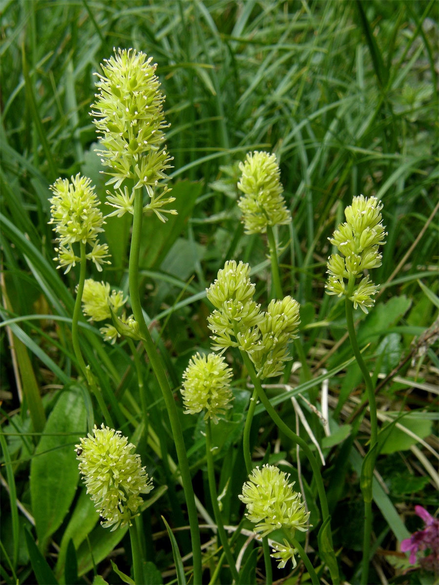 Kohátka kalšíkatá (Tofieldia calyculata (L.) Wahlenb.)