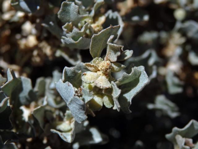 Lebeda (Atriplex nummularia Lindl.)