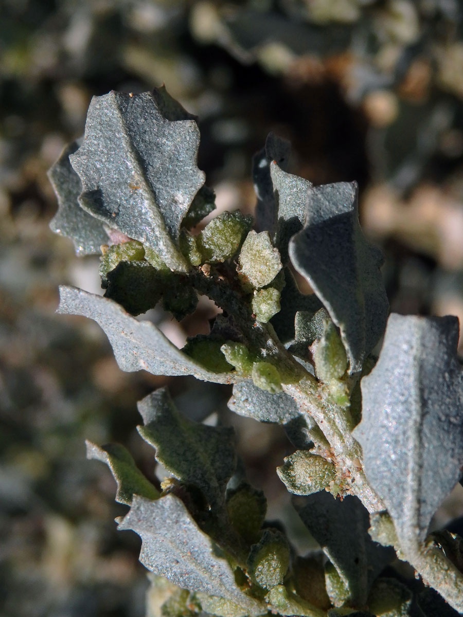 Lebeda (Atriplex nummularia Lindl.)